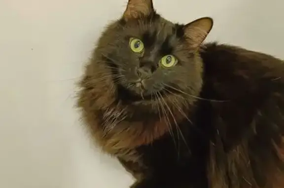 Кошки потеряшки, Гатчина, фото: Потеряшка чёрный кот, Краснофлотский пер., Гатчина