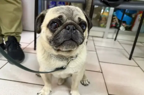 Симферополь: найден пёс на ул. Чехова