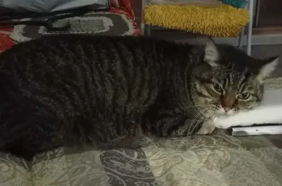 Пропал кот Бакс, ул. Ромашина 34/1, Брянск