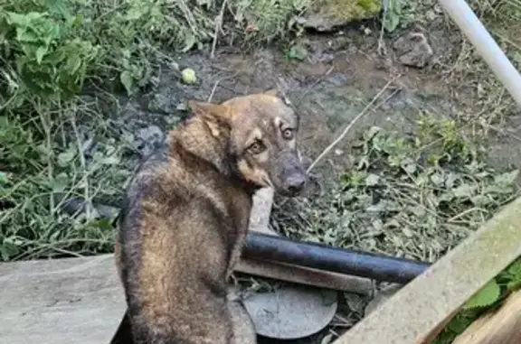 Найдена собака, Московская область, фото: Найдена собака, ул. Вишневая, МО
