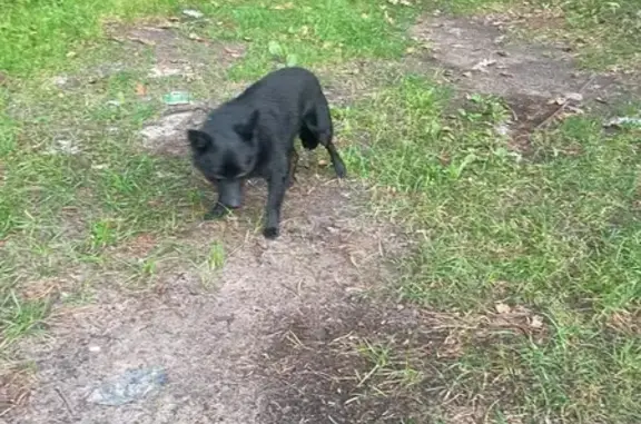 Болонка найдена у собачьего кладбища, Калининград