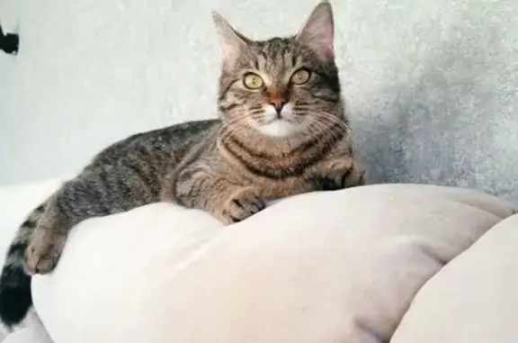 Пропала кошка, 27К-350, Новая Деревня