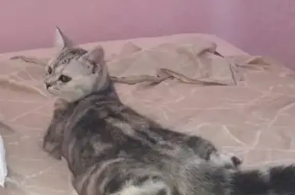 Пропала кошка Айси, Самара, 4-й квартал, 12