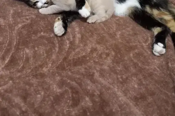 Кошки потеряшки, Ханты-Мансийск, фото: Потеряшка кошка, Заводская, 8А, Х-Мансийск