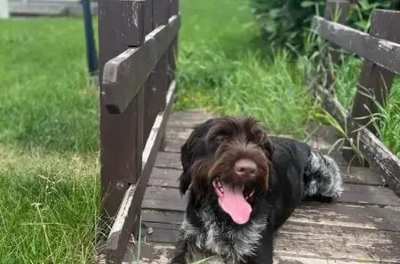 Собаки потеряшки, Химки, фото: Потеряшка собака в Химках, ТЦ «Нева»