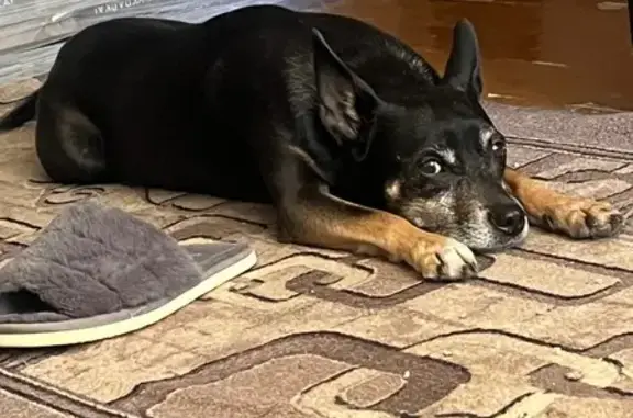 Собаки потеряшки, Череповец, фото: Потеряшка собака, Череповец, Октябрьский 78А