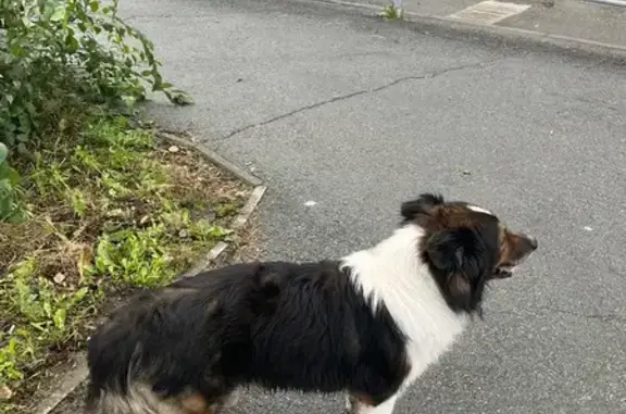 Найдена собака, ул. Курчатова, 9, Челябинск