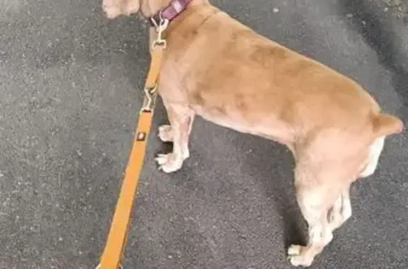 Собаки потеряшки, Кишинёв, фото: Потеряшка собака, Парижская ул. 34, Кишинёв