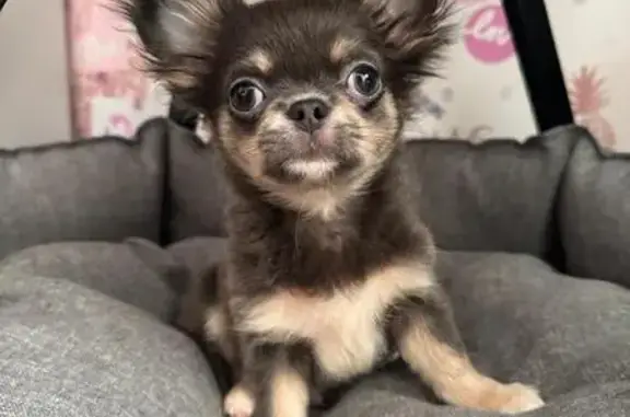 Чихуахуа найден в Большом Козихинском переулке