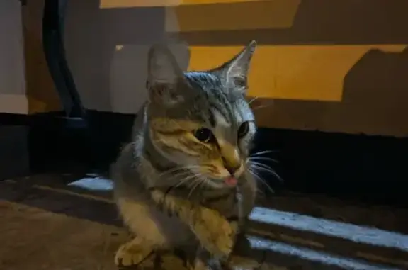 Кошка найдена: Пятницкое ш., 45, Рождествено