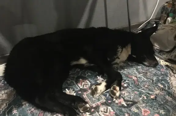 Найдена собака, Ярославль, фото: Собака найдена: ул. Чайковского, 40