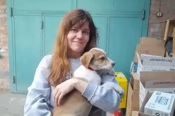 Щенок найден на ул. Цомака Гадиева, Владикавказ