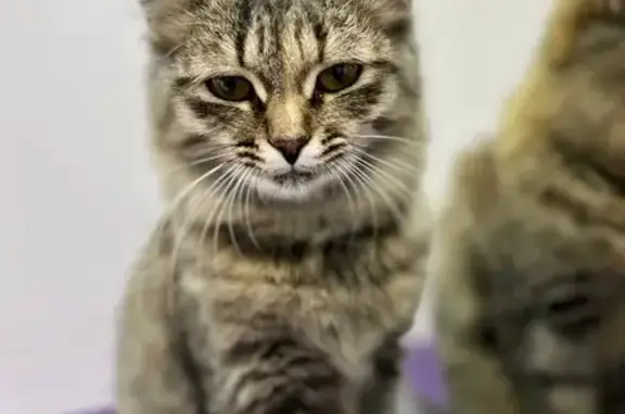 Найденные животные Можга, фото: Найдена кошка, Пролетарская 97, Можга