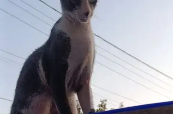 Кошки потеряшки, Тула, фото: Потеряшка кошка, ул. Чмутова, Тула