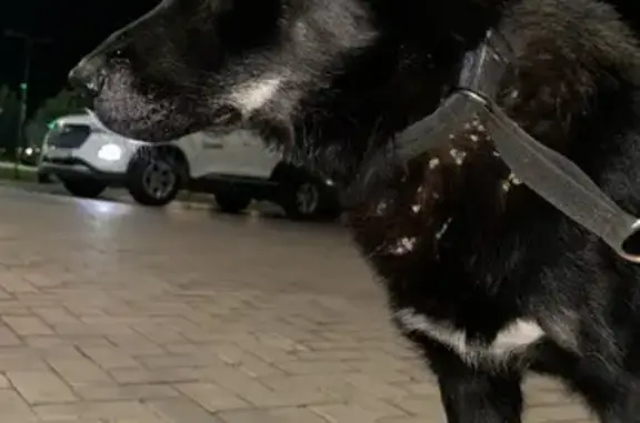 Найдена собака, Иннополис, фото: Найдена собака, Университетская 1, Иннополис