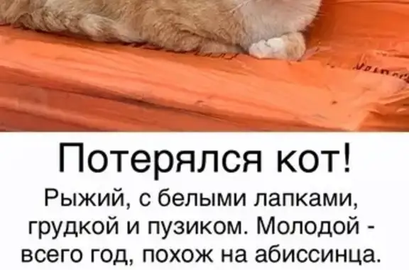 Кошки потеряшки, Москва, фото: Потеряшка кошка в Коммунарке, Москва