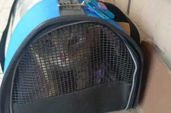 Найдена кошка у магазина на Лукина, 48Ж