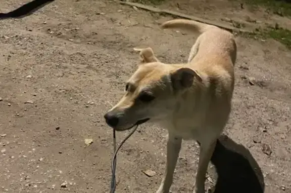 Найдена собака, Сыктывкар, фото: Найдена собака, ул. Морозова, 2, Сыктывкар