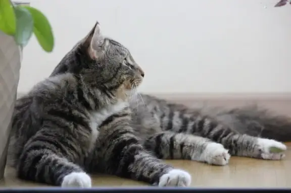 Найден кот, Липецкая ул. (дублёр), 18