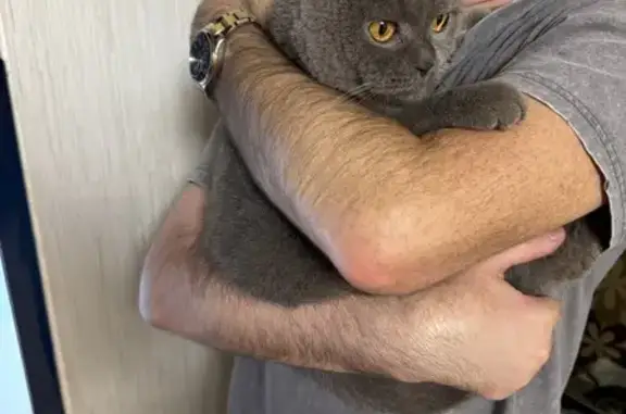 Кошка найдена: ул. Защитников Отечества 146