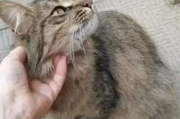 Пропала кошка, 1-я Южная ул., Иваново