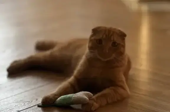 Пропал кот, Пушкино, 159 с2.