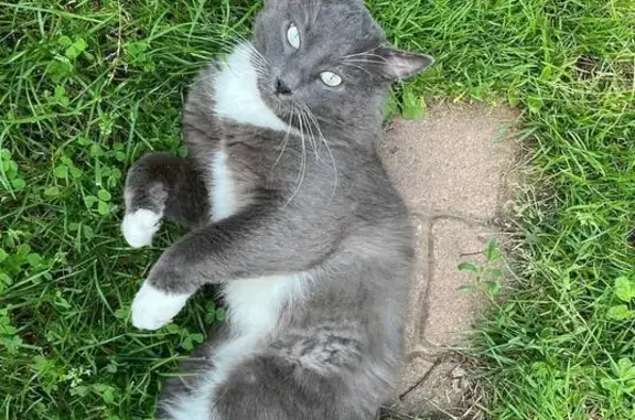 Пропала кошка в Хорлово, МО