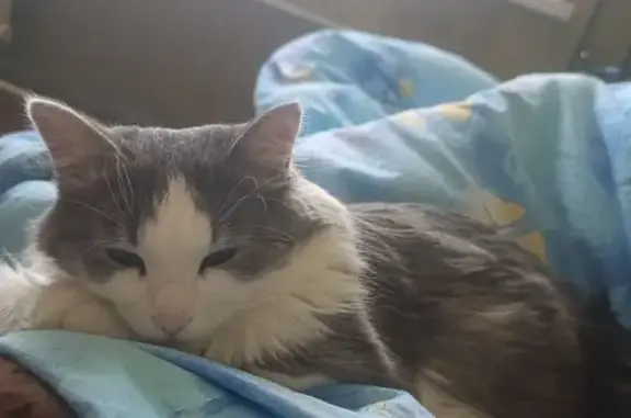 Кошки потеряшки, Московская область, фото: Потеряшка кошка, МО, 46Н-11255, помогите!