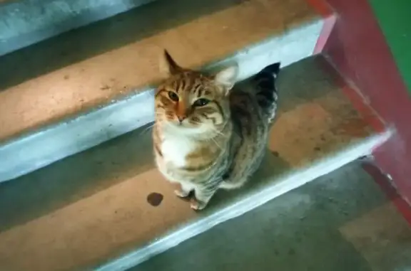 Найдена кошка, Калининград, фото: Кошка найдена: Озёрная 26-28, Калининград