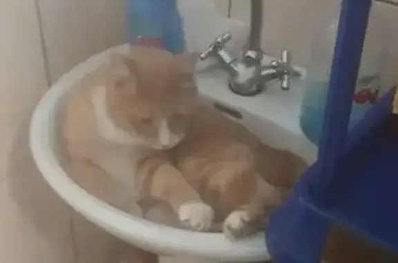 Пропала кошка, ул. Карла Жигура, 50