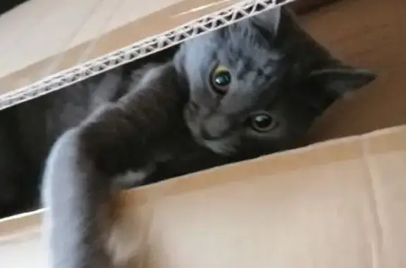 Кошки потеряшки, Красное-на-Волге, фото: Потеряшка кот Марс, ул. Луначарского, 17