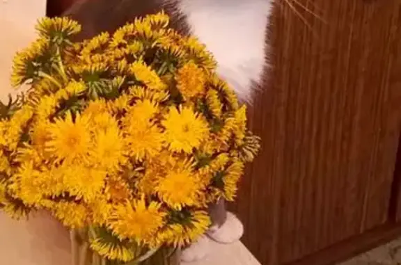 Пропал котик, Северная улица, Бузулук