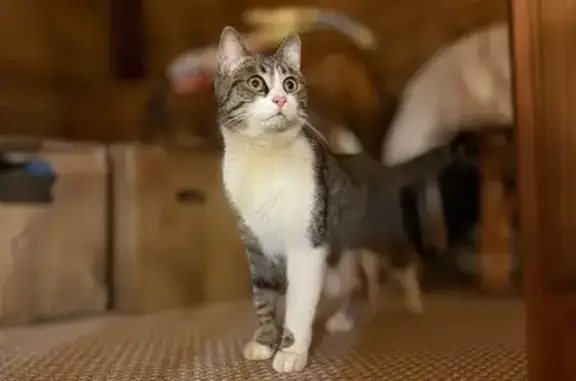 Кошка найдена: Западная ул., Йошкар-Ола