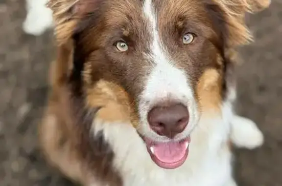 Собаки потеряшки, Соловей-Ключ, фото: Потеряшка собака в районе ул. Победы, 5А
