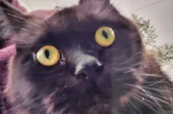 Найдена кошка, Чита, фото: Кошка Мейкун найдена в Чите, Забайкалье