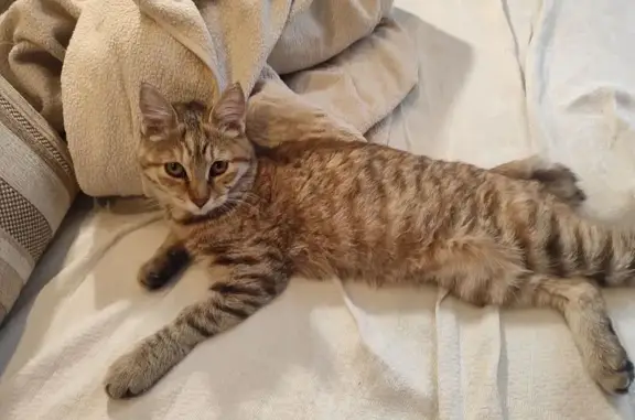 Найдена кошка, Барнаул, фото: Кошка найдена: Горно-Алтайская 21, Барнаул