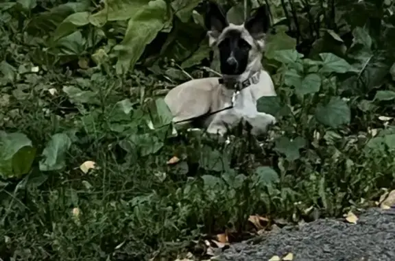 Щенок найден: ул. Халтурина, 8, Пермь