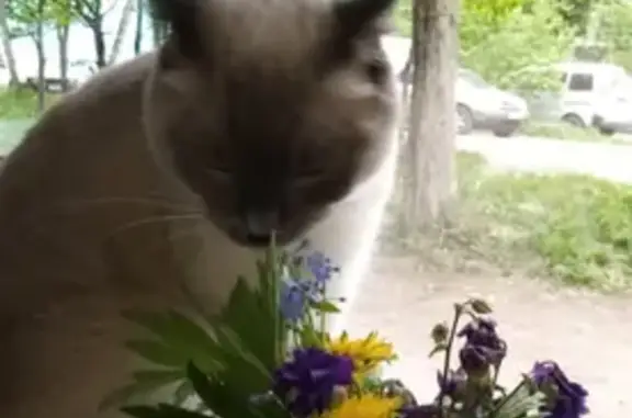 Пропала кошка, Радужный пер., 6, Елизово