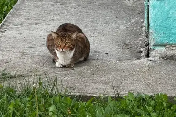 Кошка найдена: Краснопольский пр., 27, Челябинск