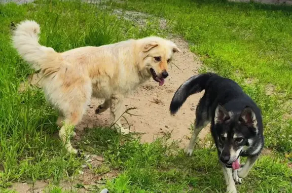 Собаки потеряшки, Хабаровск, фото: Потеряшка собака на ул. Хорышева, Хабаровск