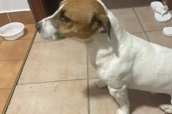 Найдена собака, Сочи, фото: Сочи: Найдена собака в Акваграде, А-147