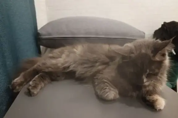 Найдена кошка, Тюмень, фото: Кошка с котятами найдена, ул. Домостроителей 12