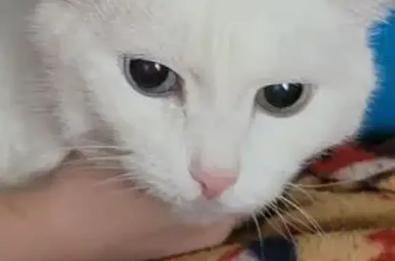 Пропала кошка, Сосьвинская 47, Тюмень