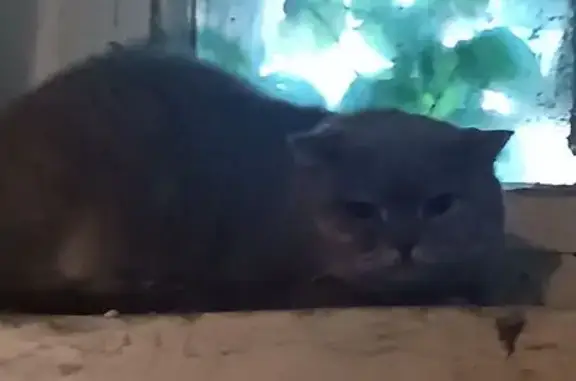 Найдена кошка, Самара, фото: Найдена кошка, ул. Степана Разина 41, Самара