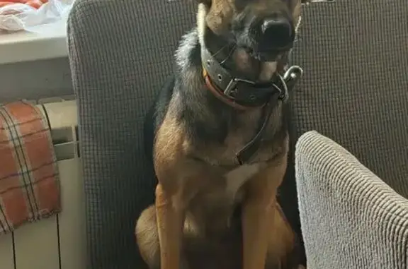 Пропала собака, ул. Островского, 178