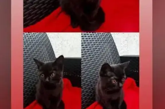 Котята найдены: Карьерная 2В, Самара