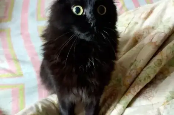 Пропала кошка, ул. Дружбы 43, Архангельск