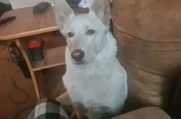 Объявления о пропавших и найденных животных, Свободный, фото: Пропала собака, Суражевский пер., Свободный