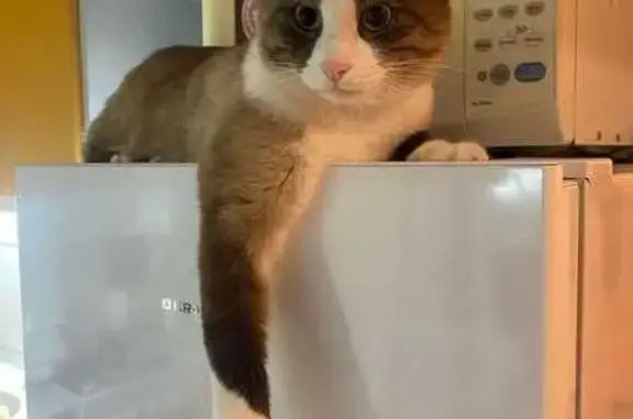 Пропала сиамская кошка, Ухта, ул. Моховая