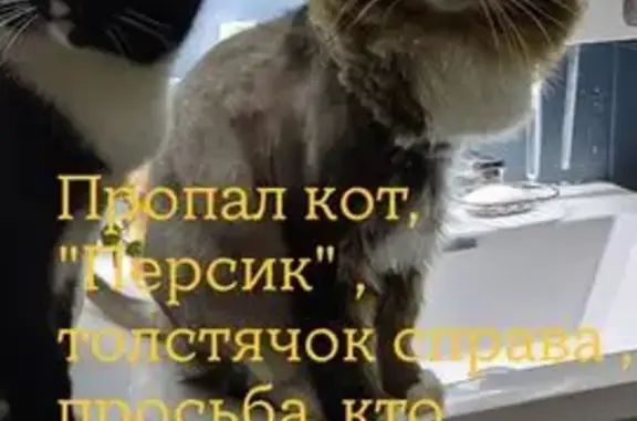 Пропала кошка, ул. Патрикеева 13Б, Салехард